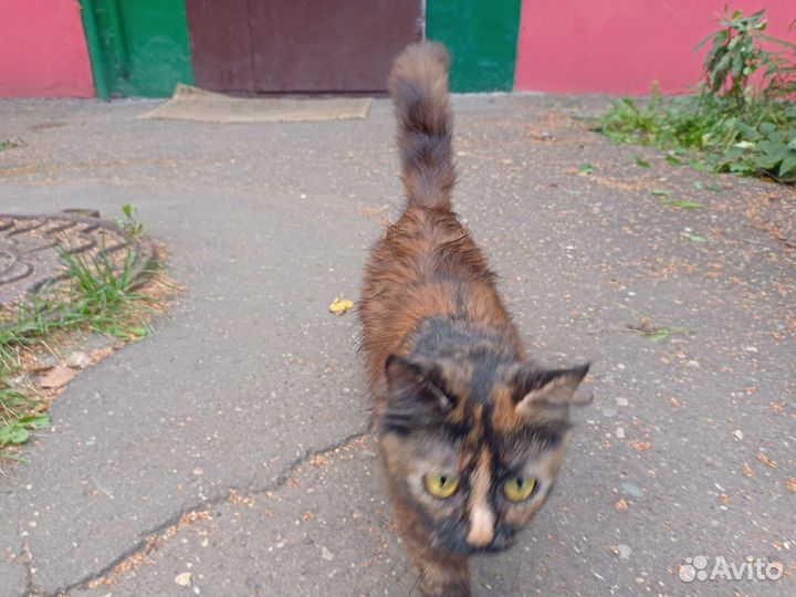 Кошка молодая