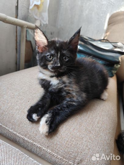 Котята мэйн кун