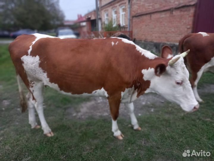 Продам тёлку