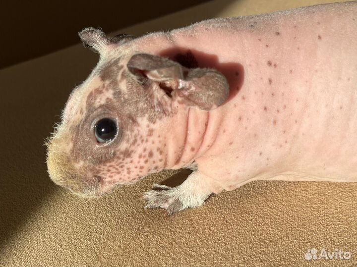 Голые морские свинки скинни мальчики