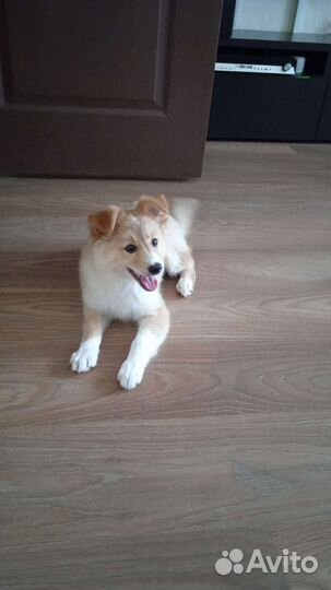 Собака в добрые руки щенок