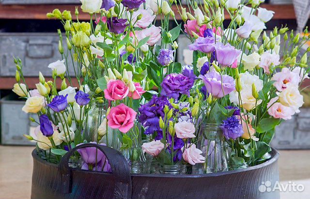 Эустома рассада