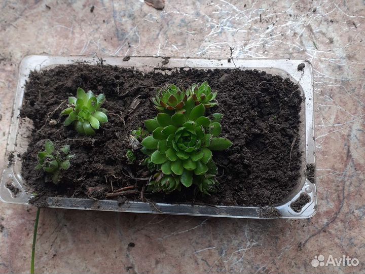 Молодило каменная роза