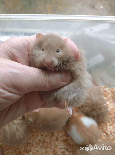 Хомячки сирийские редкие Молочный Шоколад ручные