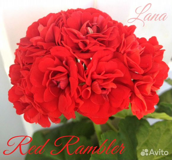 Пеларгония сортовая