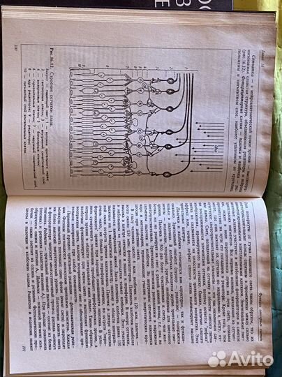 Основы физиологии человека