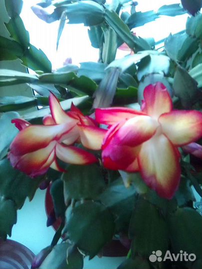 Шлюмбергера Samba Brasil и др