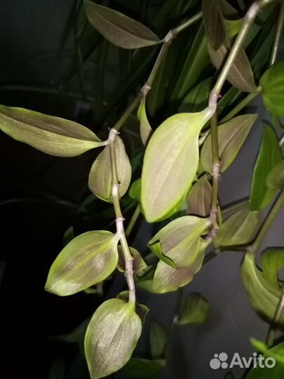 Эуфорбия беложильчатая 123см и трехгранная