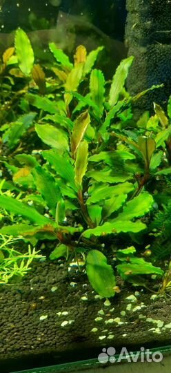Аквариумные растения