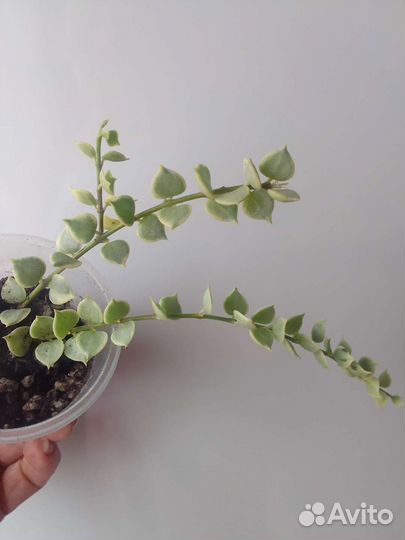 Хойи, Дисхидии