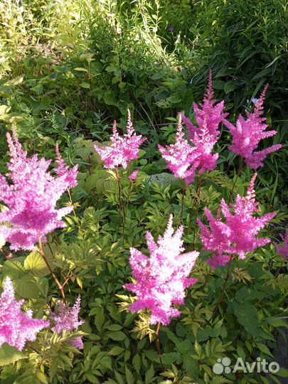 Цветы и кустарники многолетние