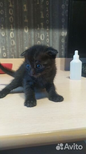 Шотландская вислоухая