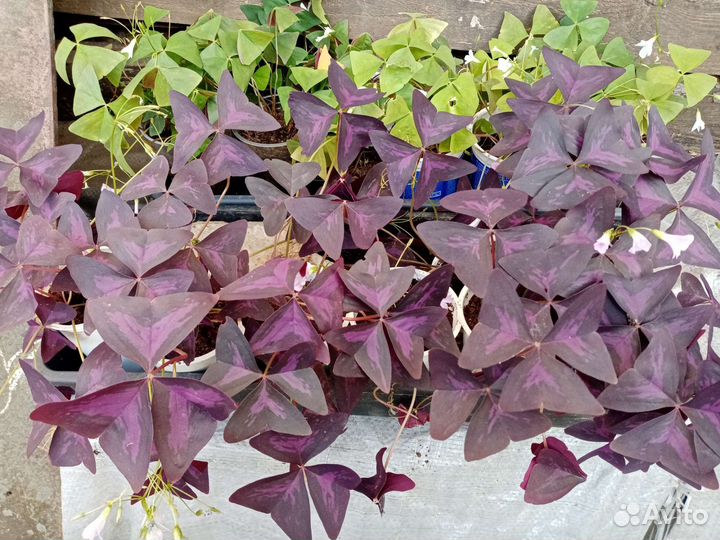 Оксалис (кислица)