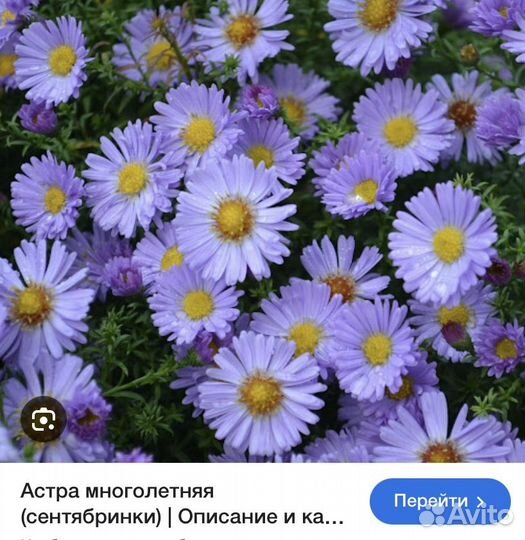 Астра многолетняя (сентябринка)