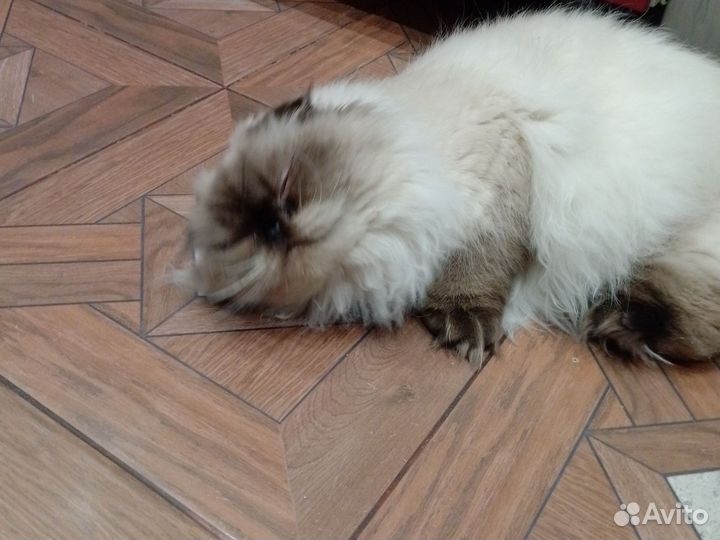 Шотландская вислоухая кошка вязка