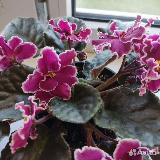 Сортовые фиалки цветущие