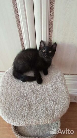 Котёнок добрые руки