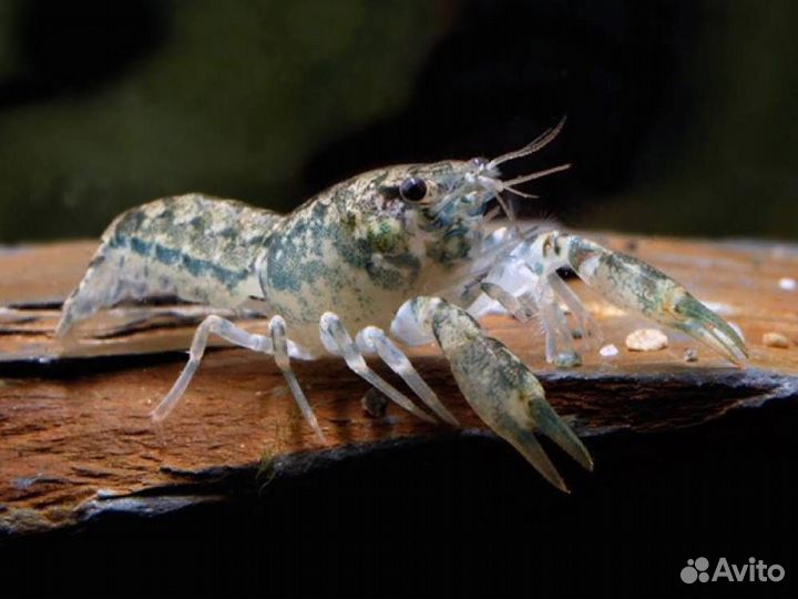Карликовый рак - Мексиканский