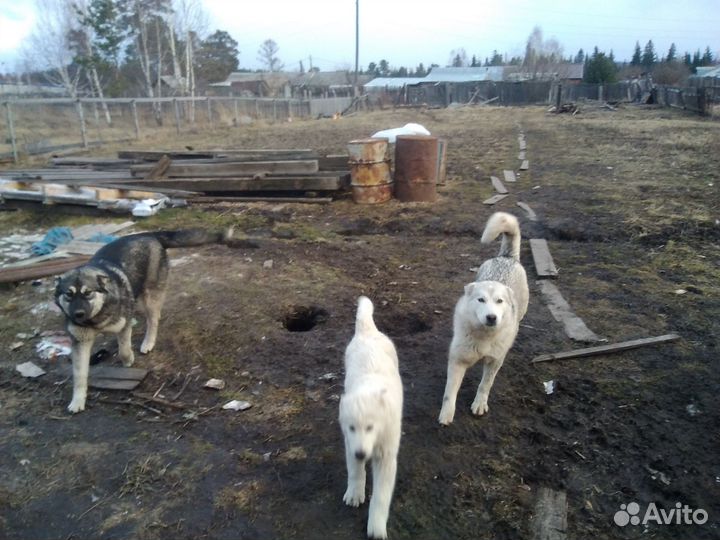 Щенки маламут