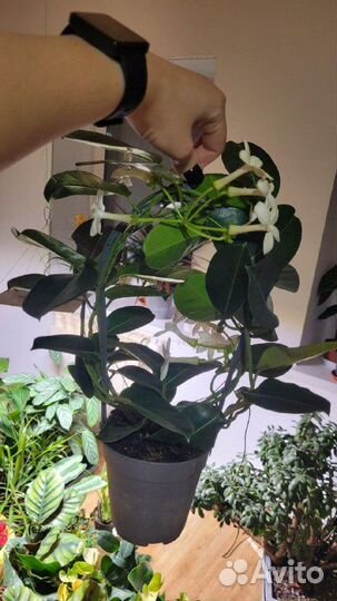 Стефанотис