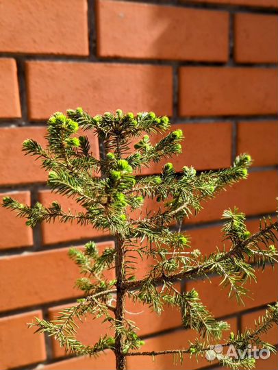 Ель аянская