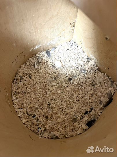 Попугаи кореллы с клеткой