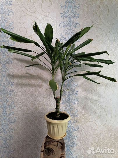 Фикусы,Пальмы,Эписции