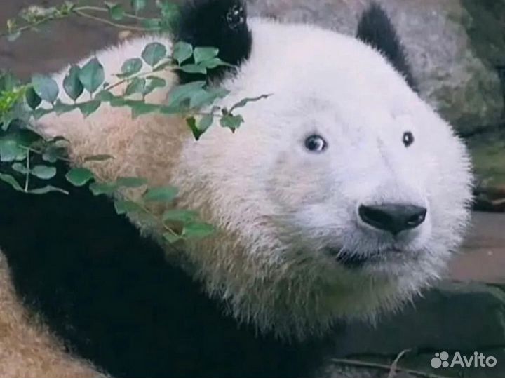 Контент мейкер reels