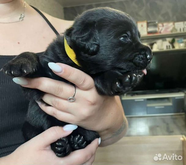 Щенки лабрадора