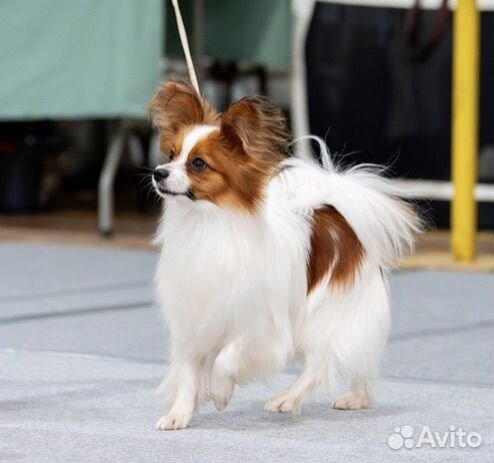 Папийон вязка, щенки Папийона
