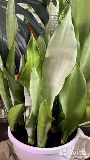 Комнатные растения: Сансевиерия. Сциндапсус