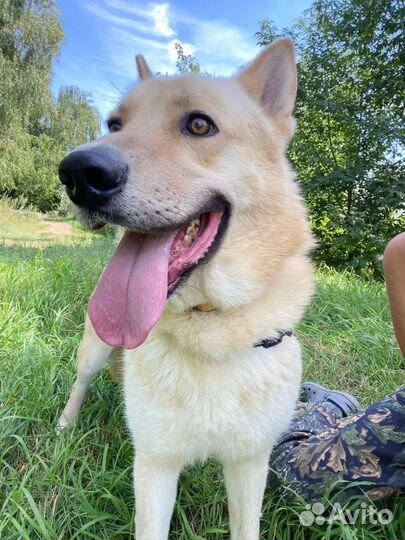 Очаровательный пёс ищет дом