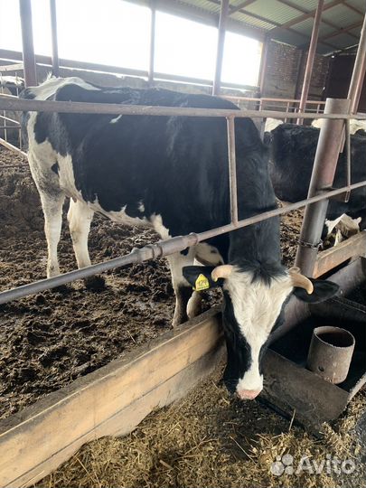 Телки стельные