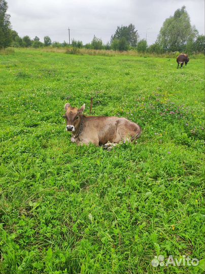 Телочки Веста