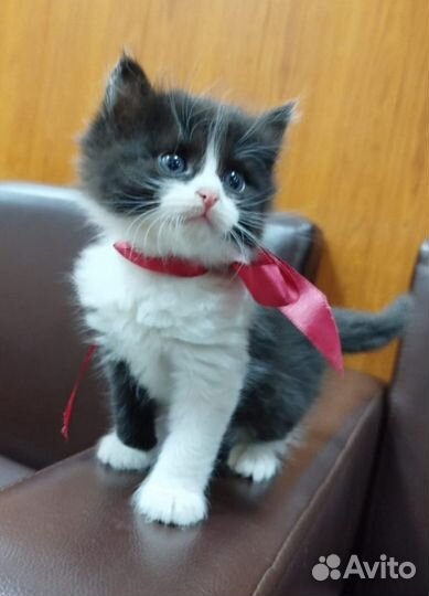 Котенок