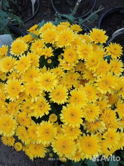 Хризантема