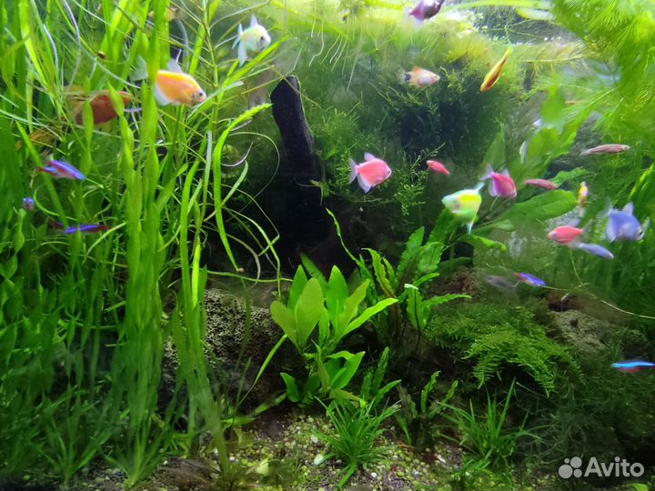 Аквариумные рыбки и растения
