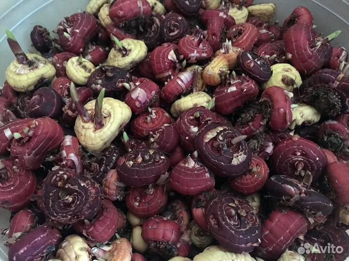 Гладиолусы луковицы