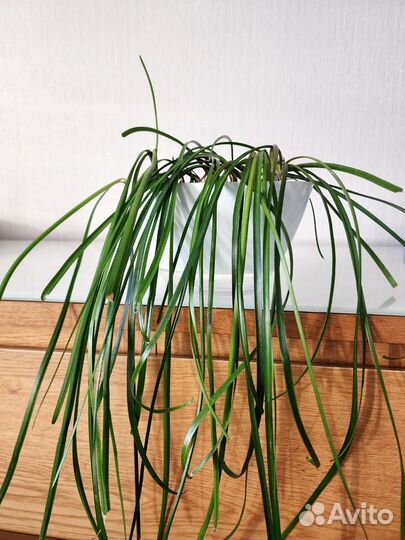 Зeфиpантeс (выскочка)