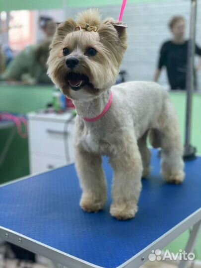 Груминг. Стрижка собак