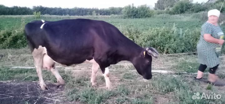 Продаем корову