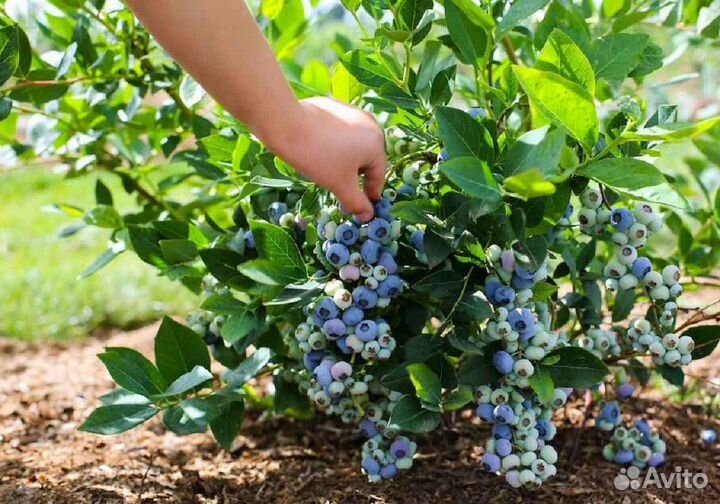 Саженцы в ассортименте