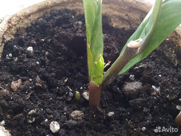 Замикулькас