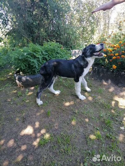 Среднеазиатская овчарка