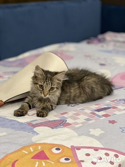 Котенок Зайка(девочка) ищет мамочку