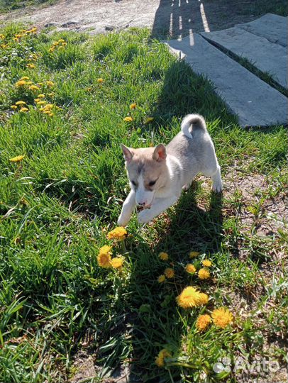Щенки Западно Сибирской Лайки