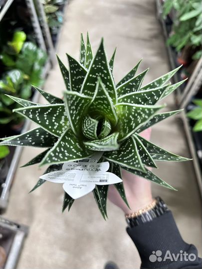 Алоэ Тики Таки