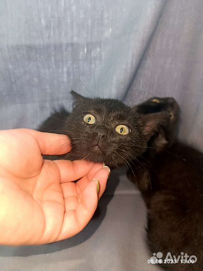 Черный котенок