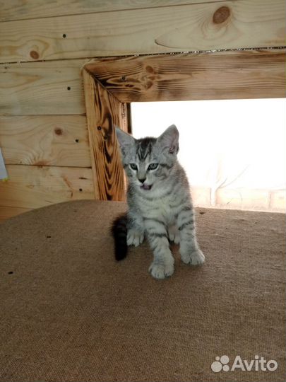 Котята мейн-кун