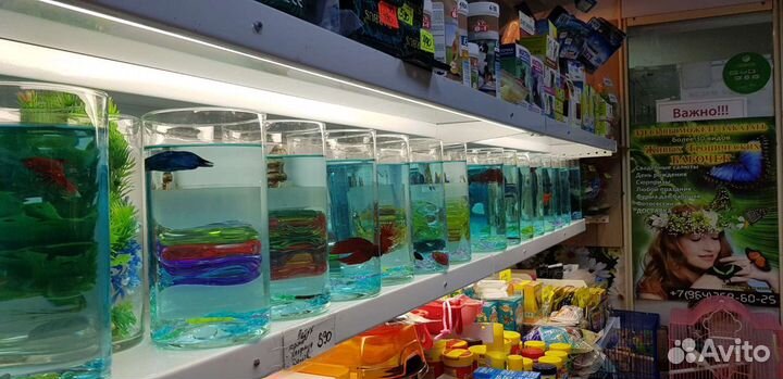 Рыбка петушок